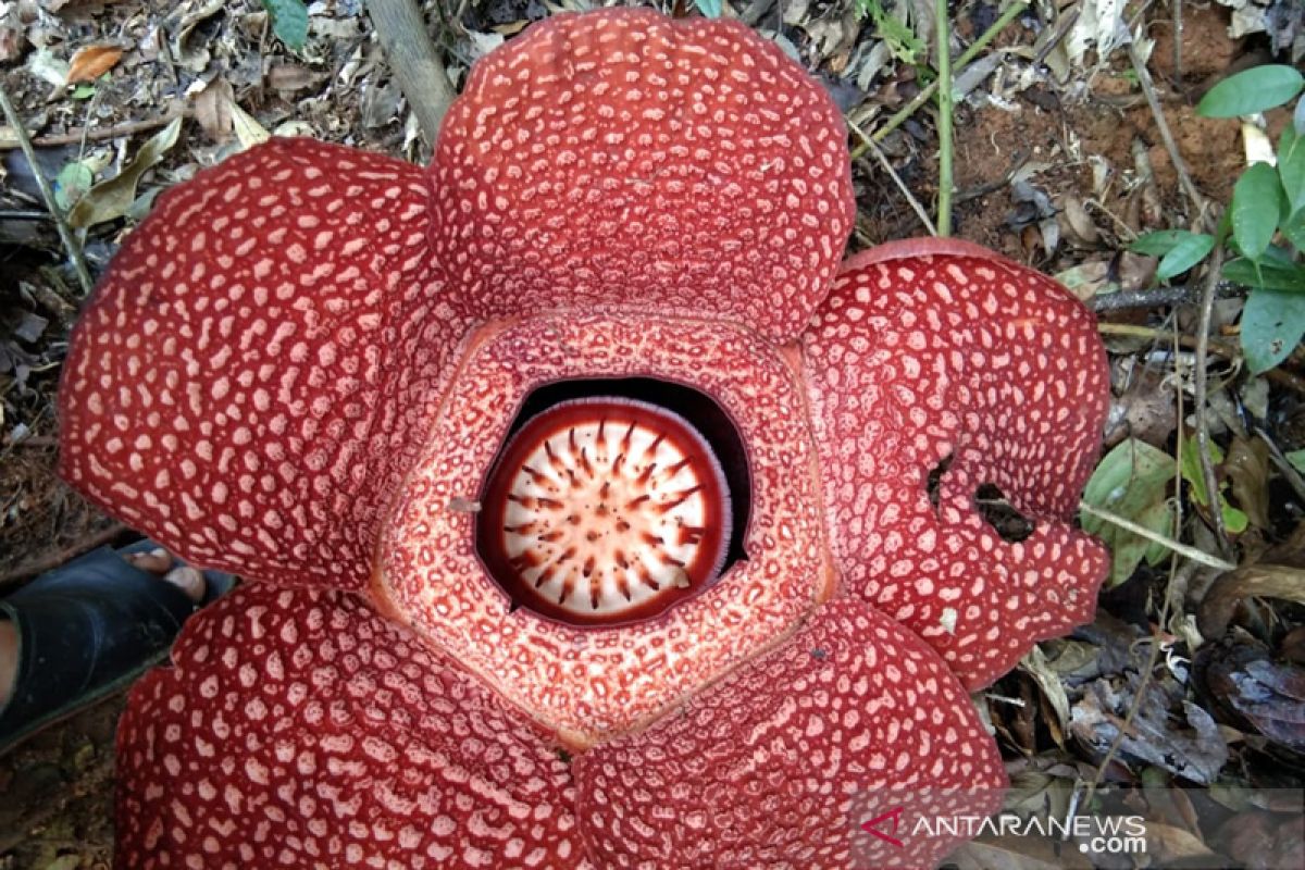 Rafflesia arnoldii mekar sempurna di Seluma