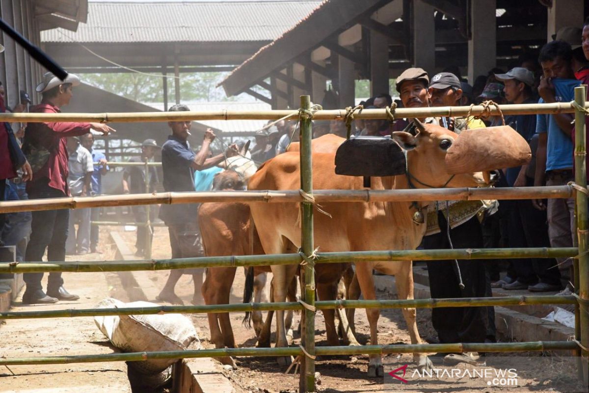 Inseminasi buatan berhasil tingkatkan kualitas sapi di Purwakarta