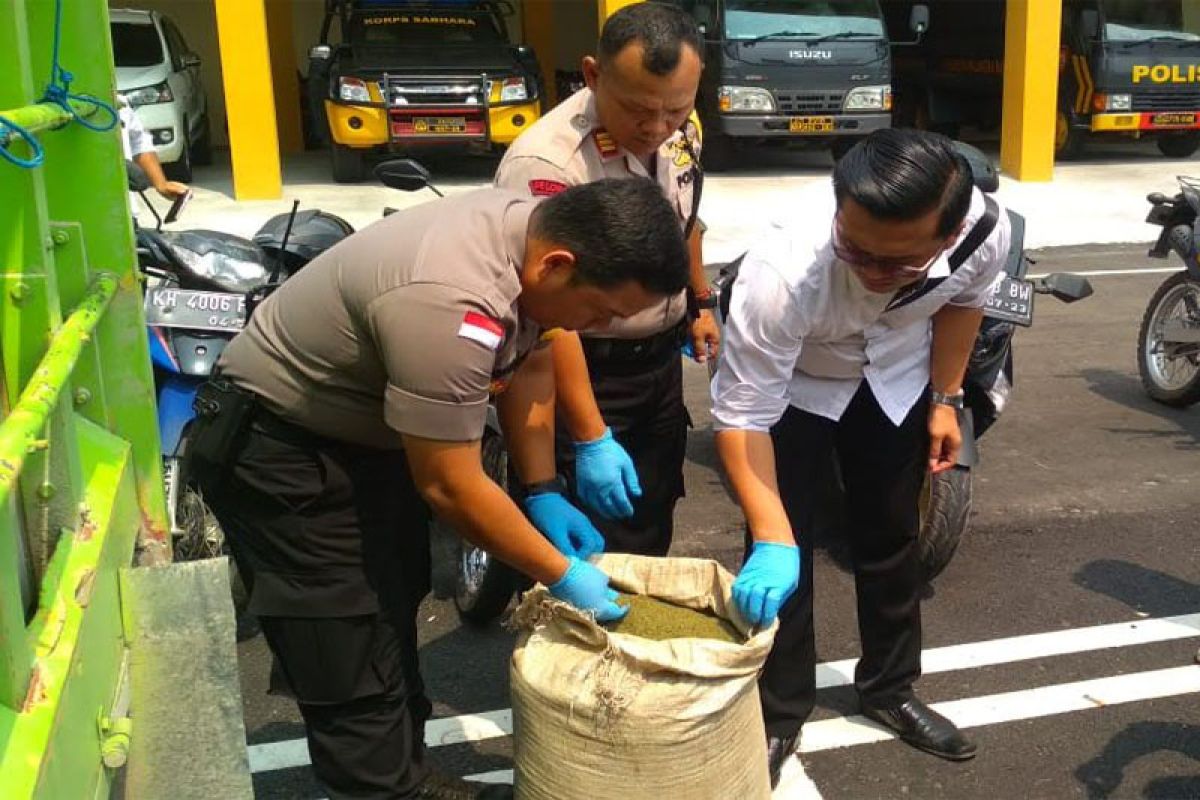 Polisi sita 12 ton daun kratom yang hendak dikirim ke luar