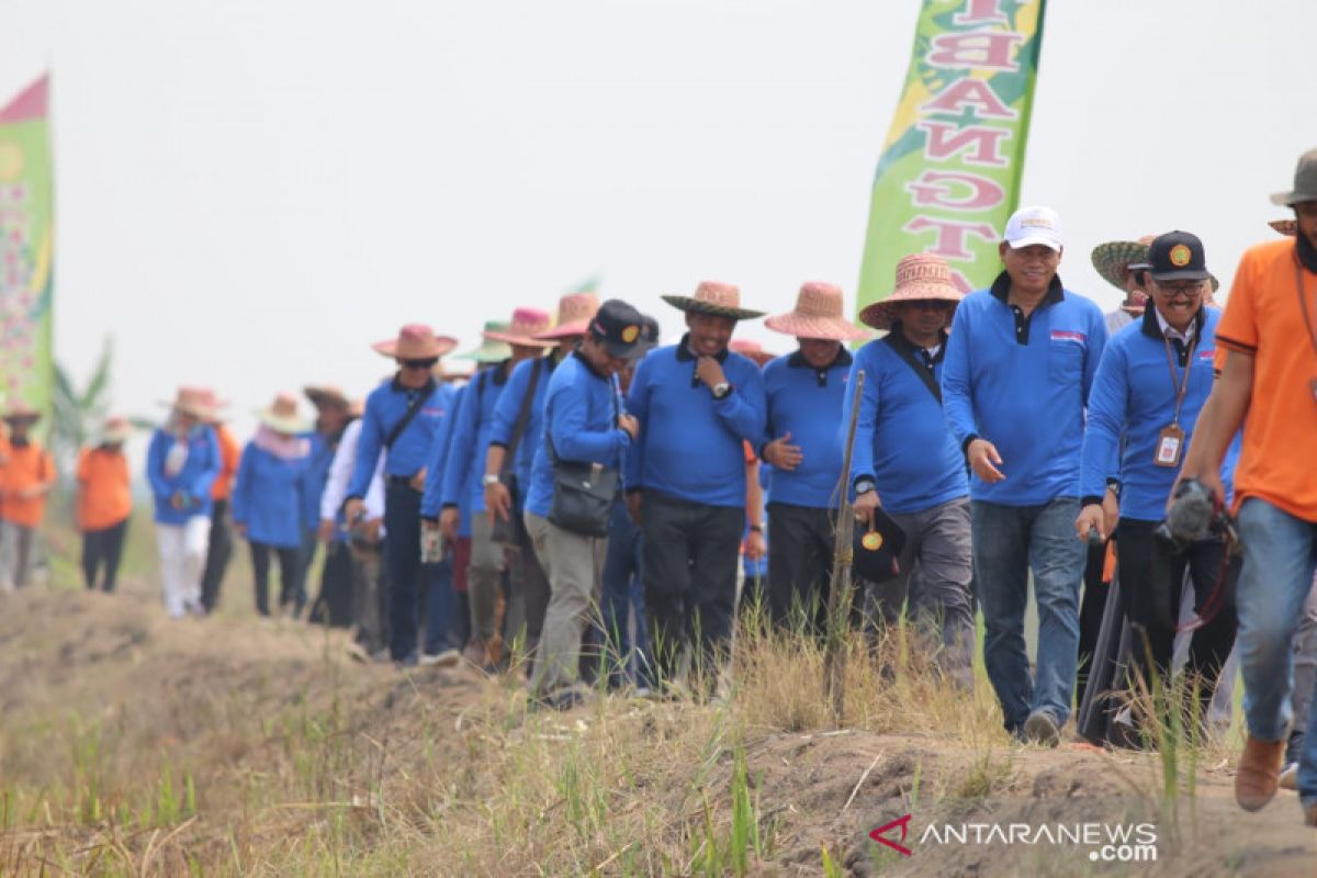 Kontribusi lahan rawa terhadap produksi pangan