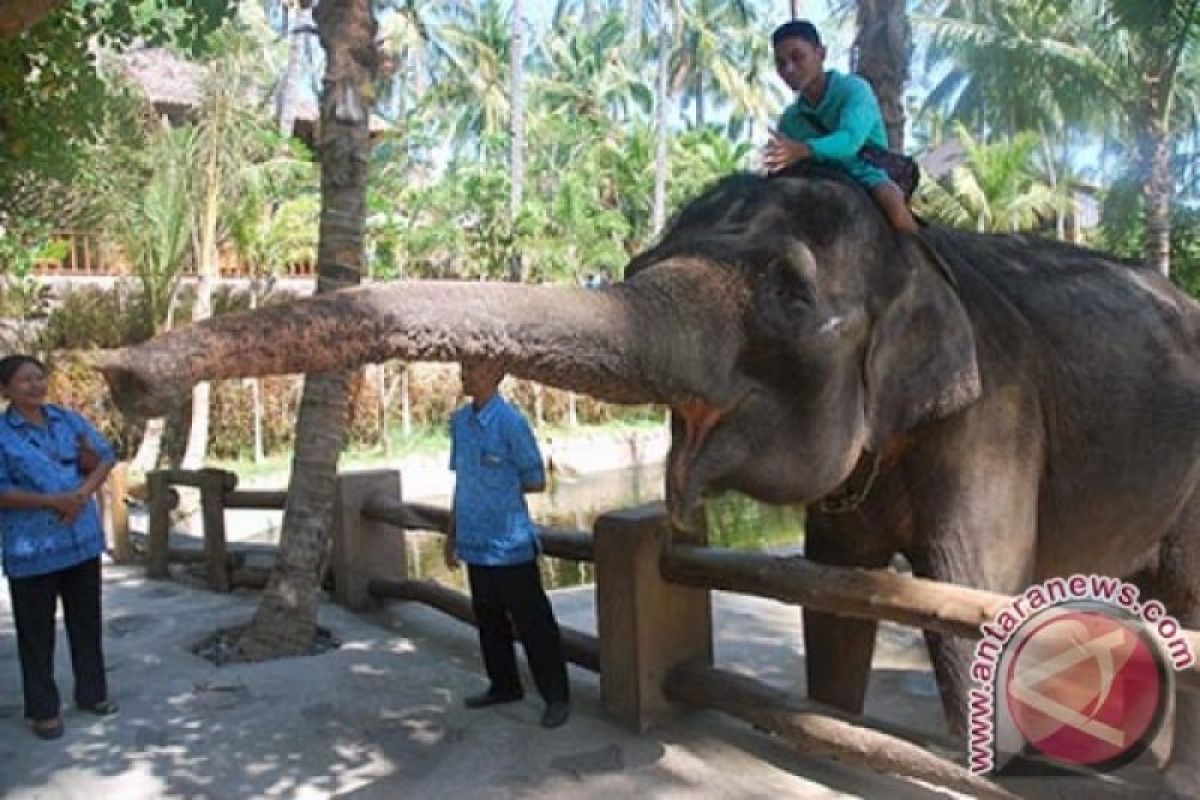 BKSDA rekomendasikan penambahan populasi gajah di Lombok