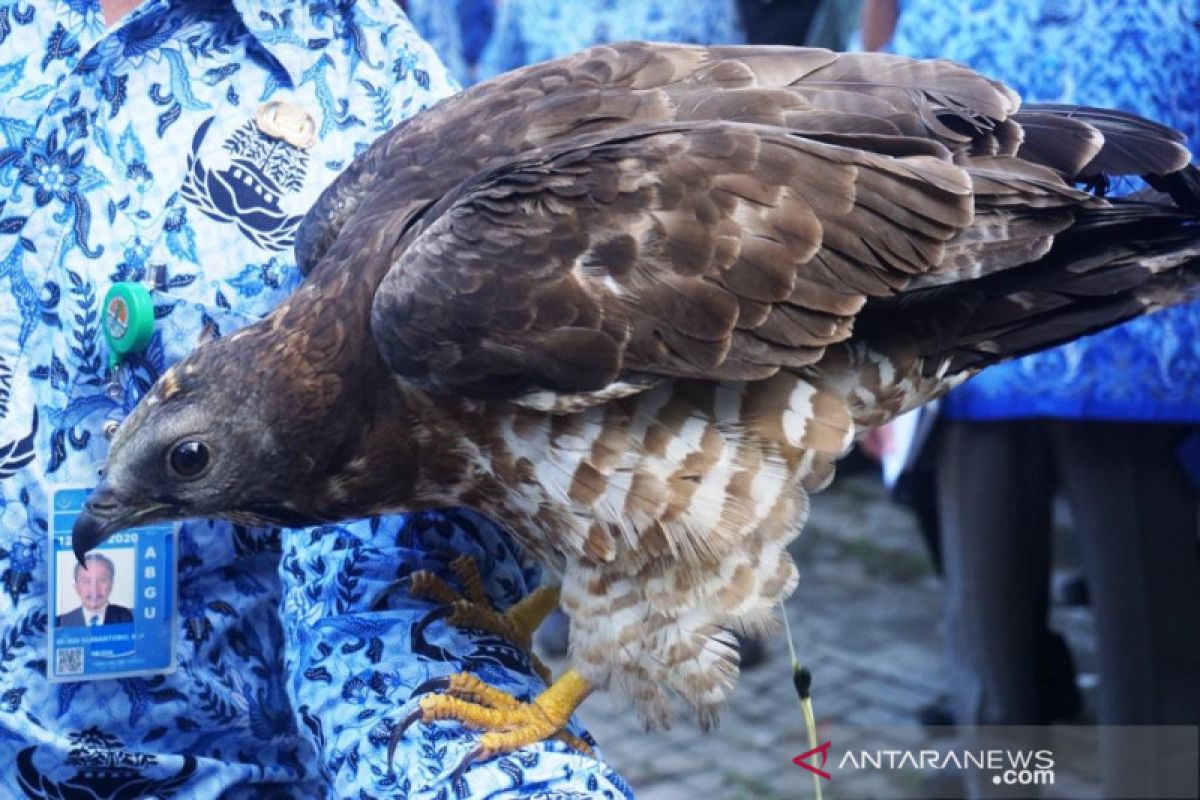 BKSDA tingkatkan pengawasan untuk menekan penyelundupan burung dari NTB