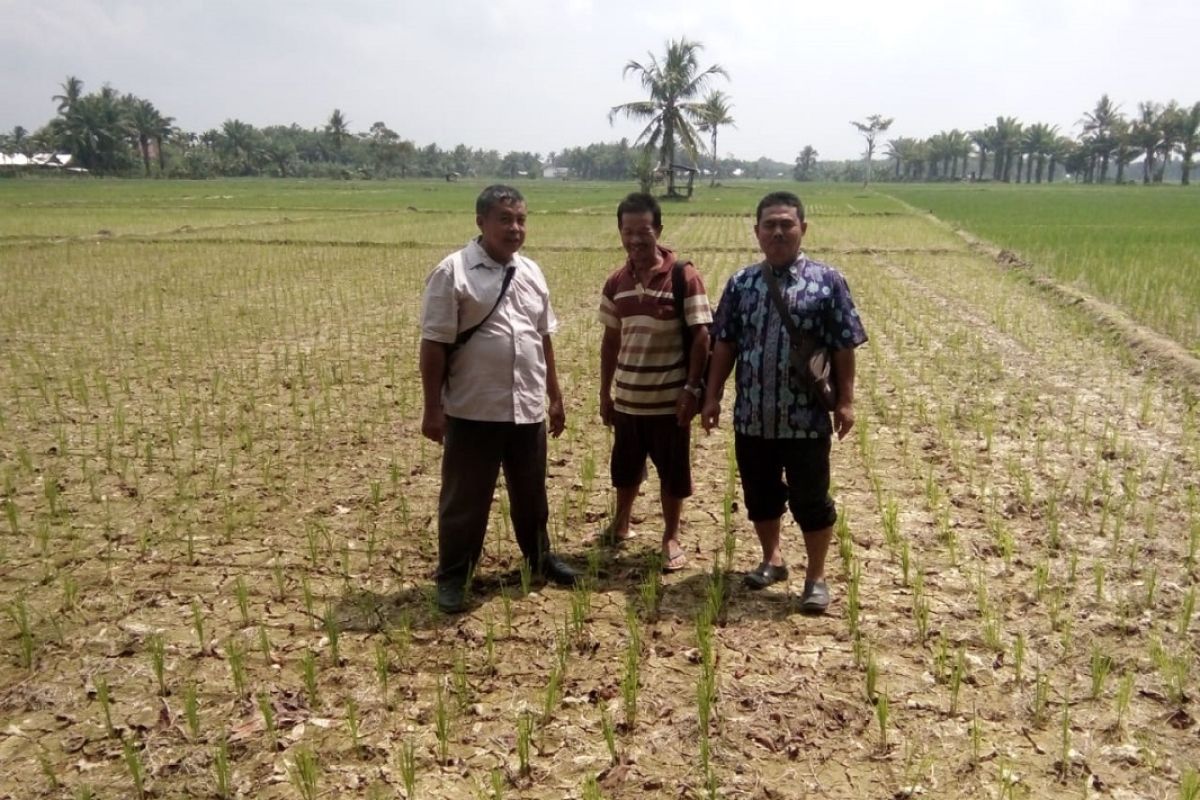 Ribuan hektare sawah di Mukomuko kekeringan