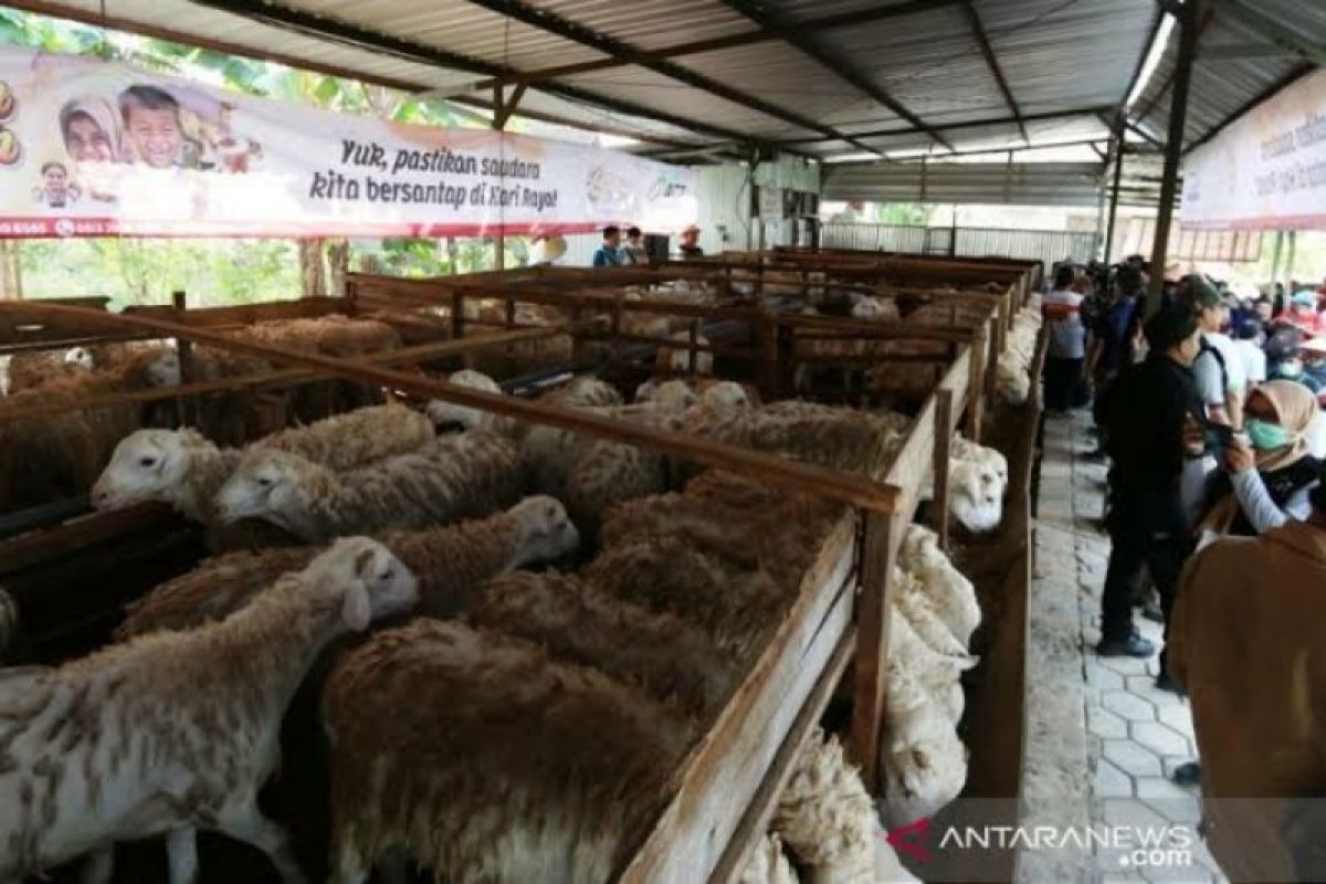 ACT Aceh kembangkan Gampong Ie Suum jadi peternakan domba wakaf