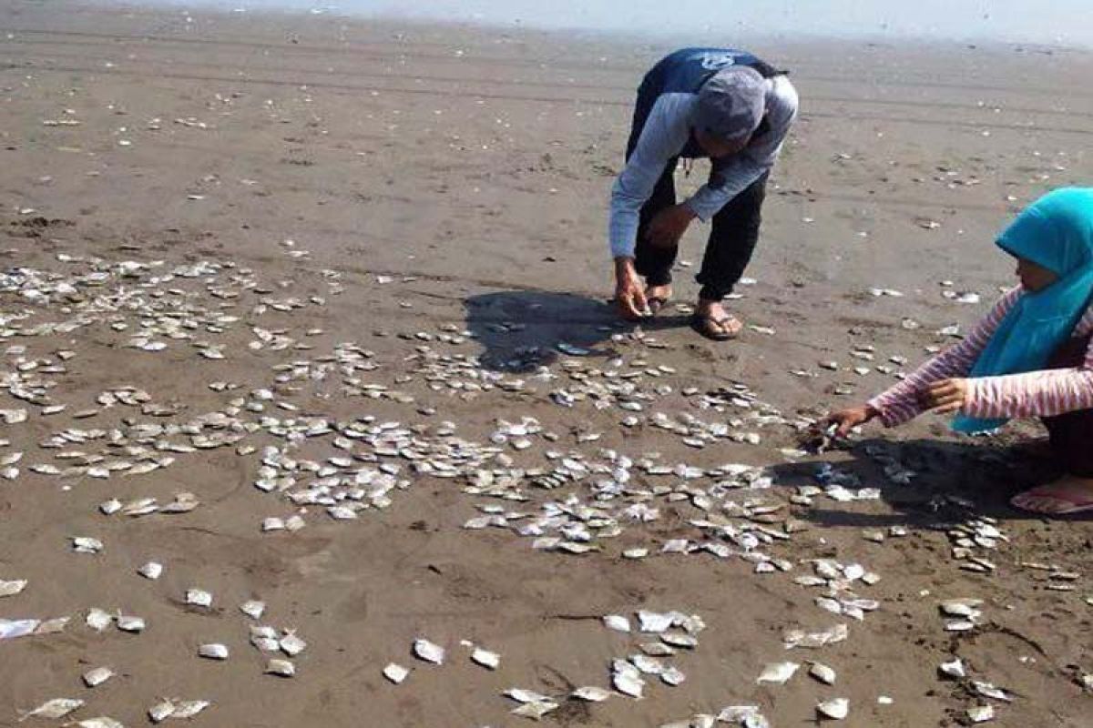 Ribuan ikan mati di Pantai Jetis diduga sengaja dibuang nelayan