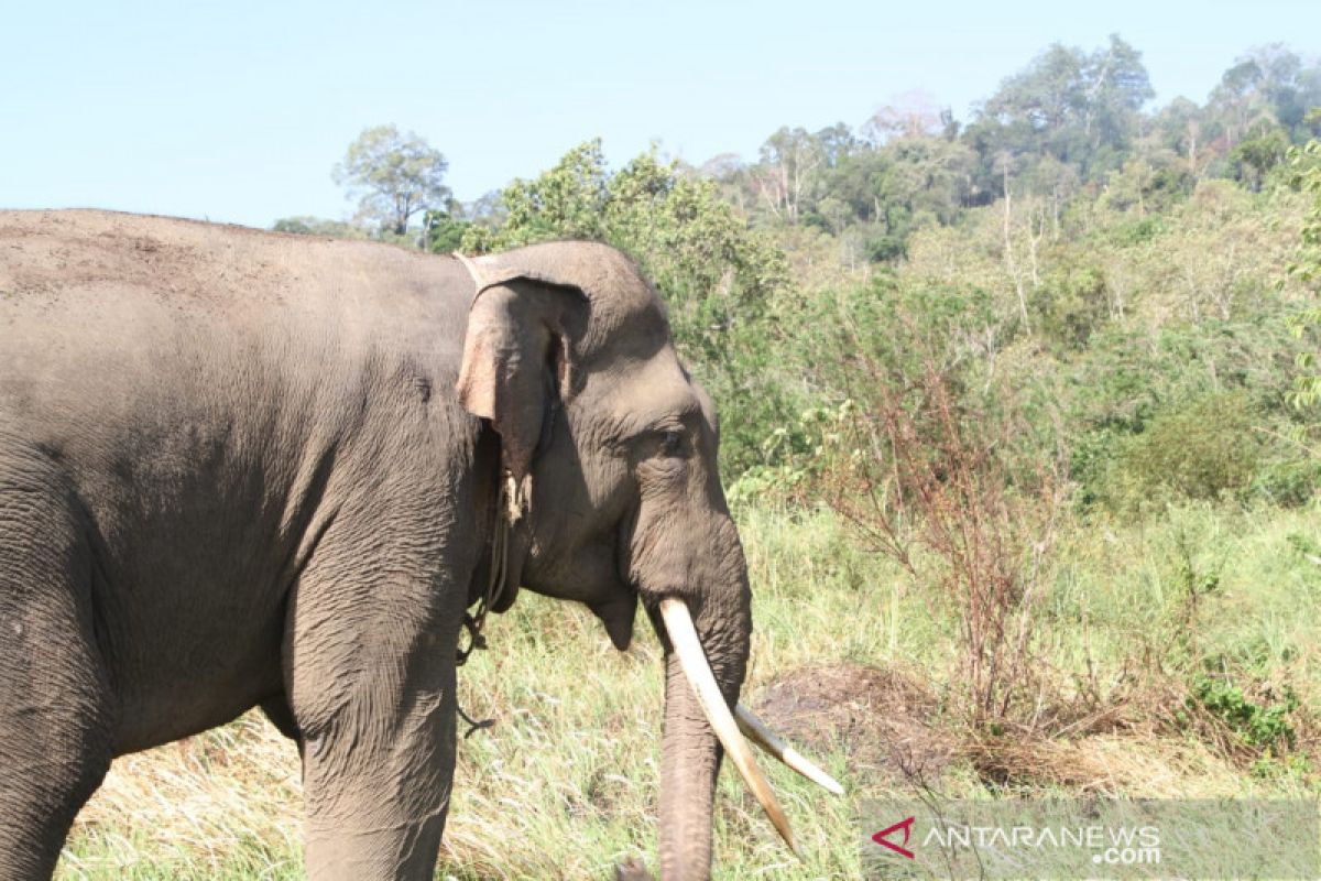 Warga minta konflik gajah butuh penanganan tuntas dari pemerintah