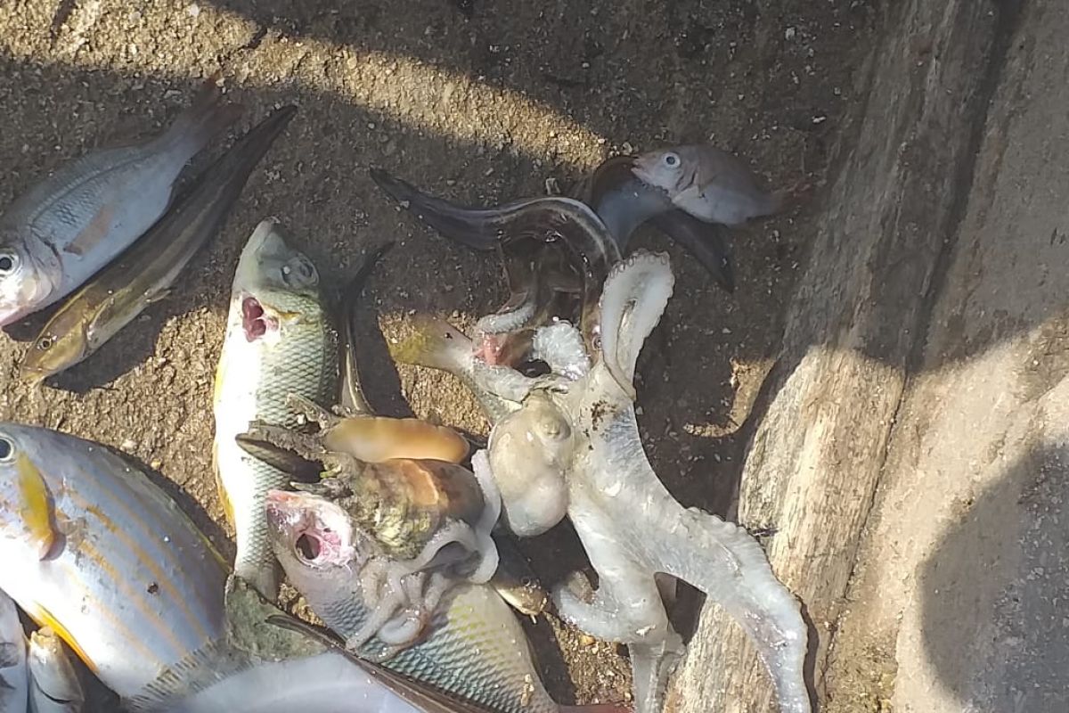 LIPI imbau masyarakat tidak panik dengan kematian ikan di Kepulauan Tanimbar