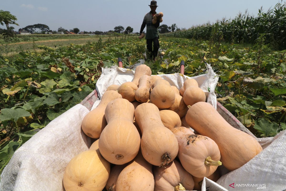 Petani beralih tanam labu madu