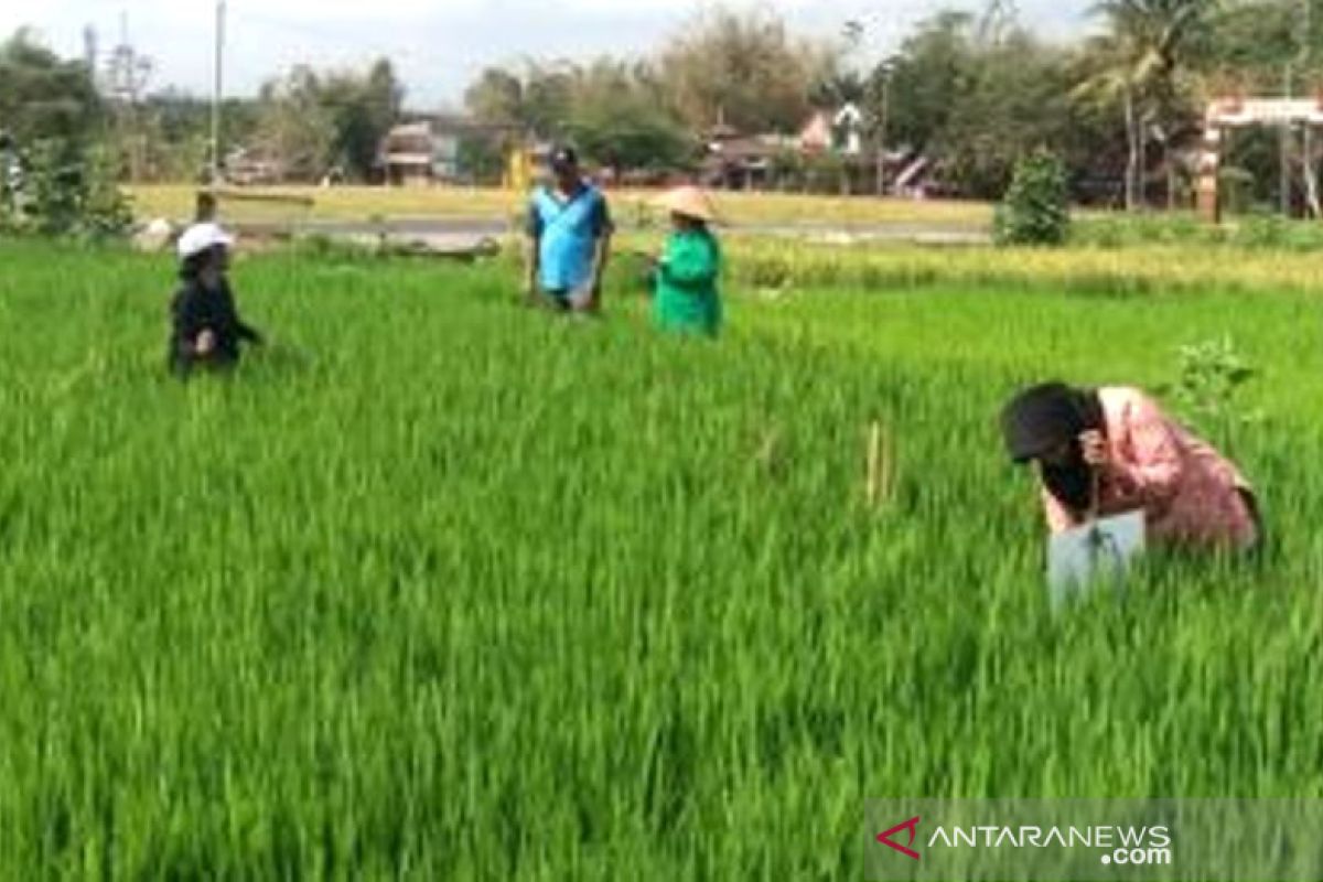 SLPHT diharapkan bawa petani lebih mandiri atasi hama-penyakit