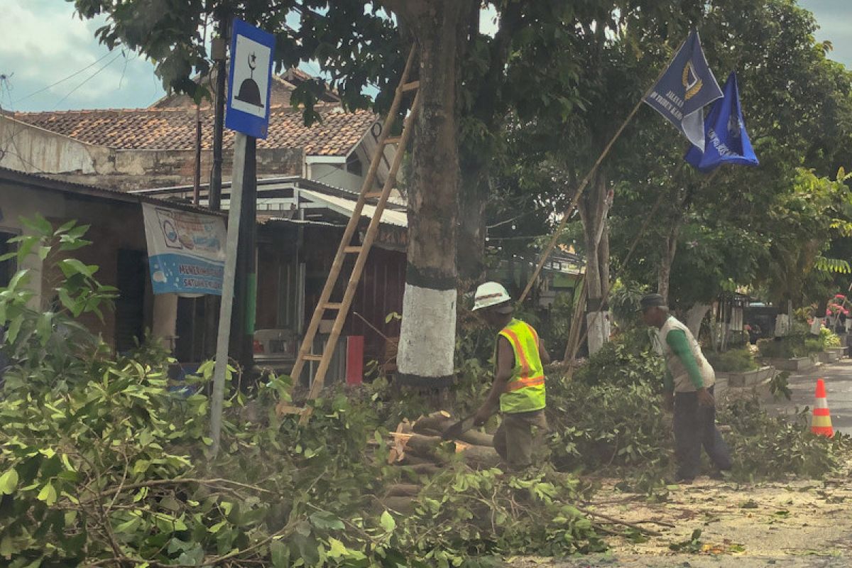 Jelang musim hujan, DLH Yogyakarta intensifkan pemangkasan pohon