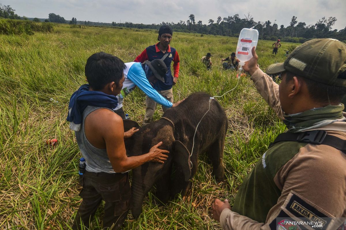 Berikrar pada gajah, bumi dan manusia