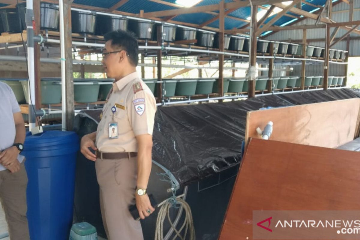 Pembenihan kepiting di Kaltara diperkirakan selesai akhir Oktober