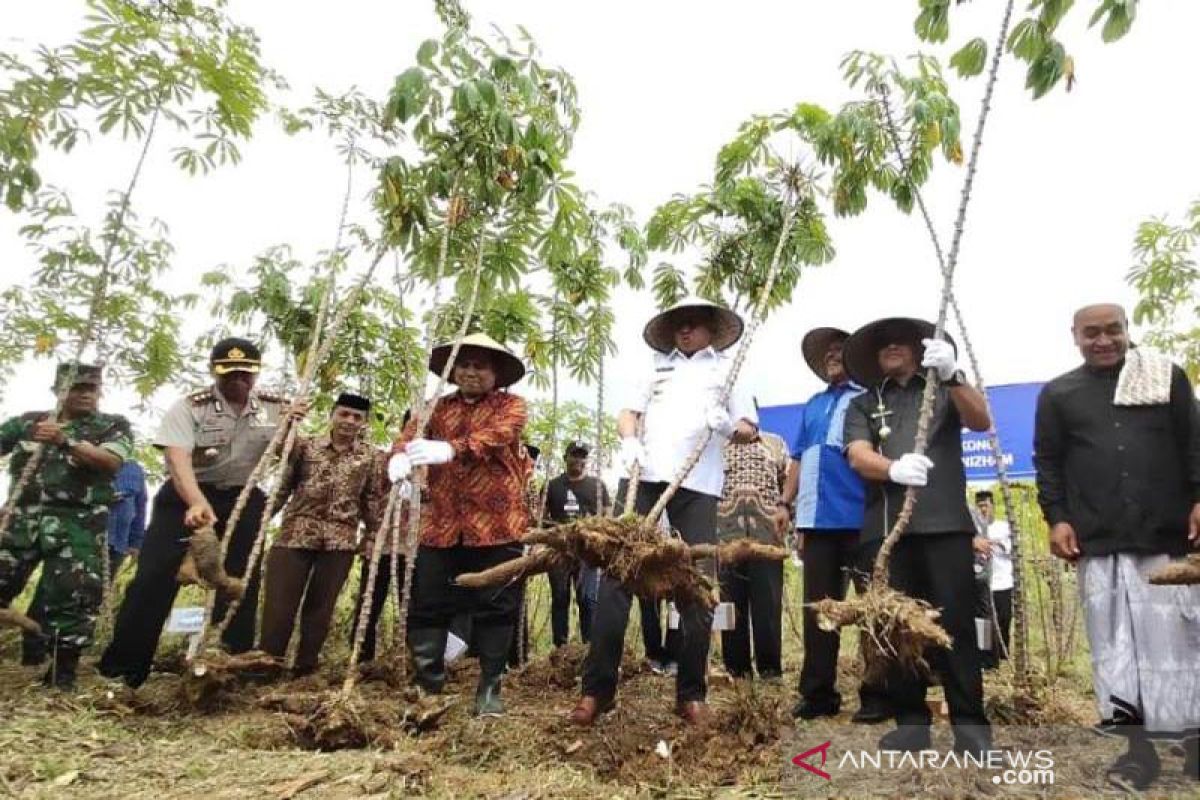 Panen perdana singkong di Aceh Jaya, Gubernur Aceh upayakan bangun pabrik