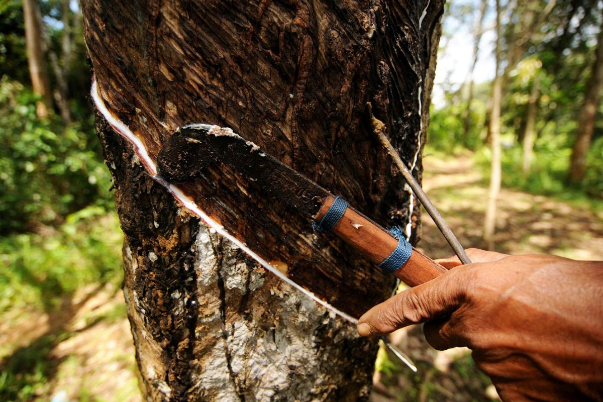 Harga getah karet capai Rp8.200 per kilogram