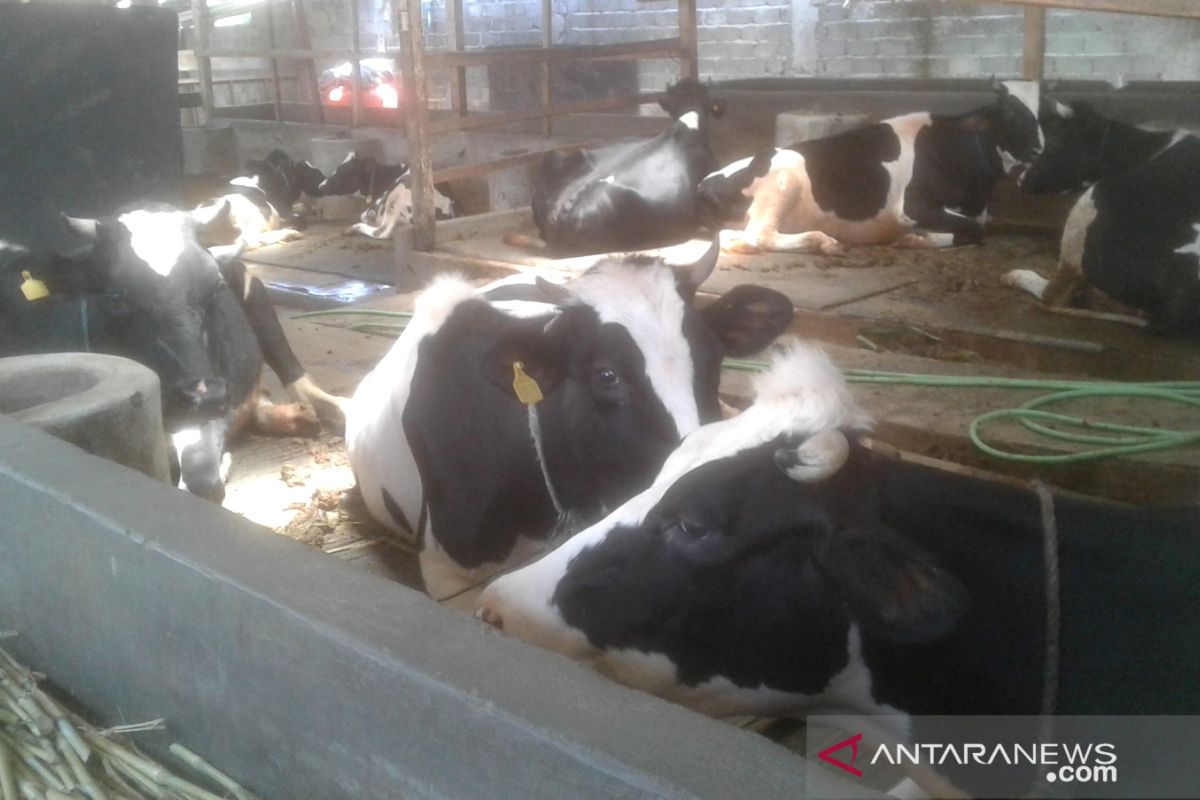 Peluang bisnis pakan sapi perah di Rejang Lebong