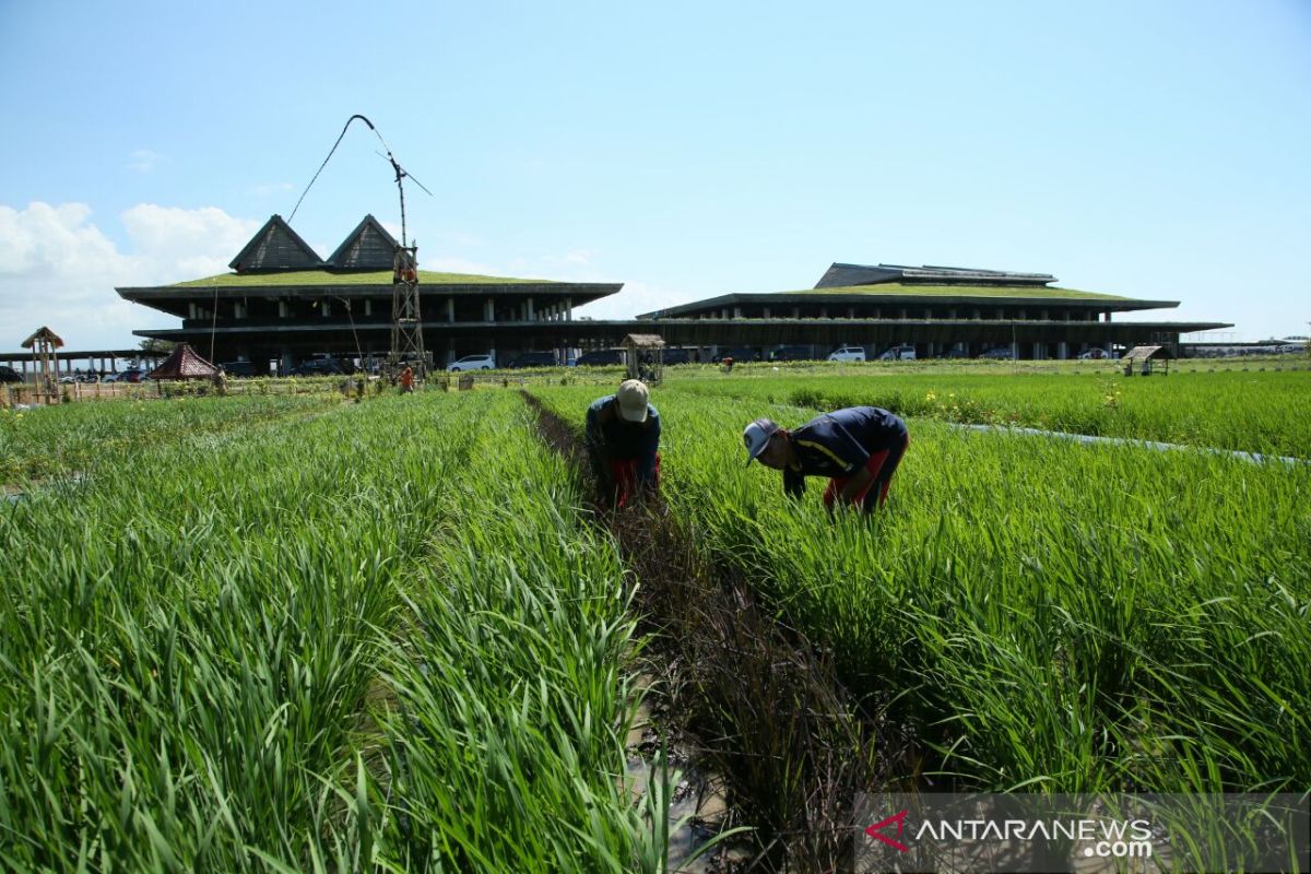 Bandara Banyuwangi buka rute penerbangan baru ke Yogyakarta