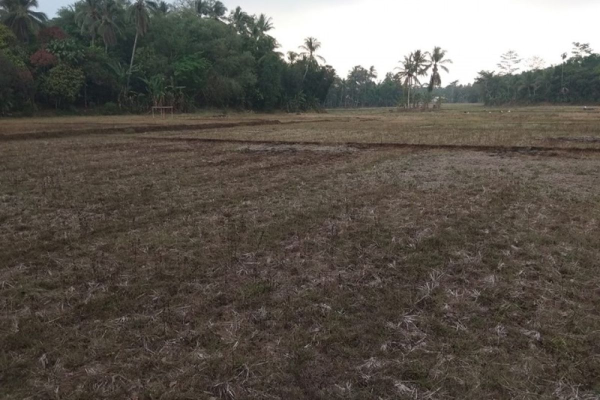 Penanaman jagung di Lebak dipastikan mundur karena kekeringan