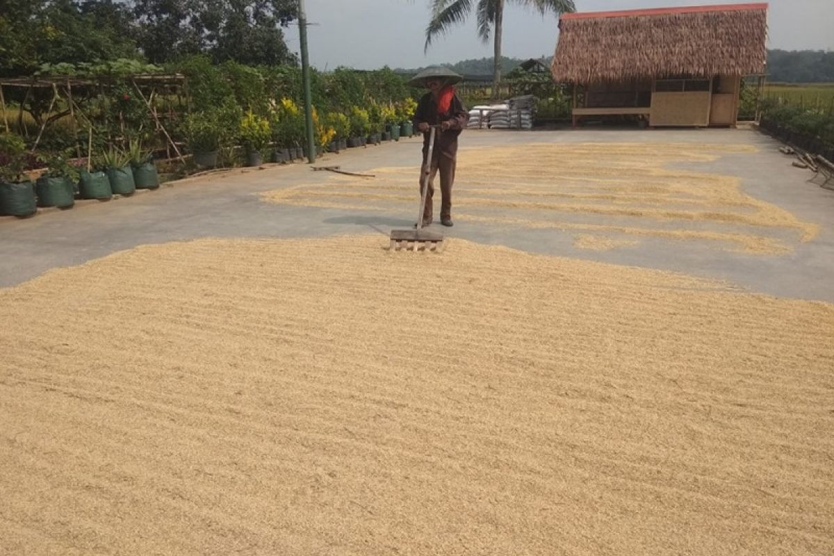 Petani Sukabungah Lebak panen raya padi seluas 120 hektare