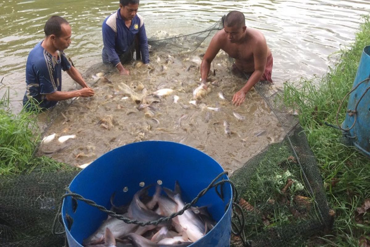 Ikan patin hasil budidaya UMKM Kampar rambah pasar China