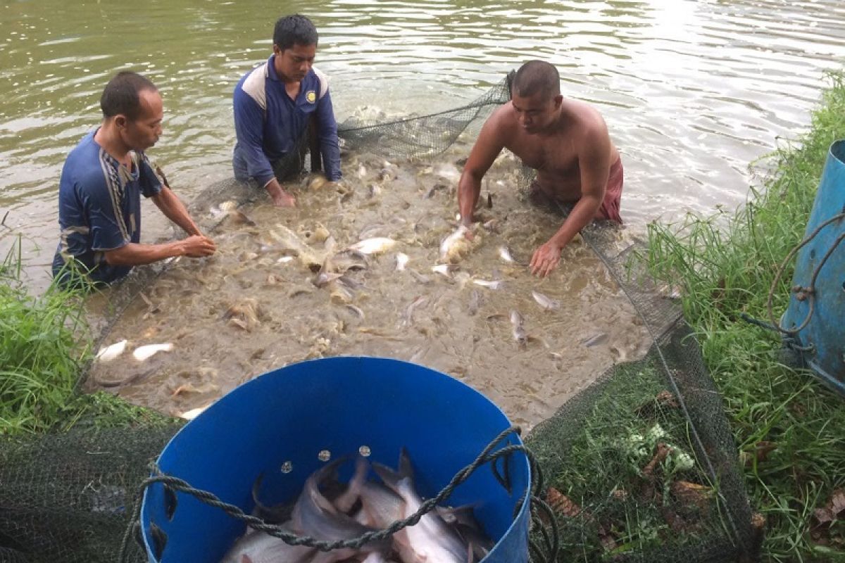 Omset Budidaya Ikan Patin XIII Koto Kampar capai 35-50 juta perbulan