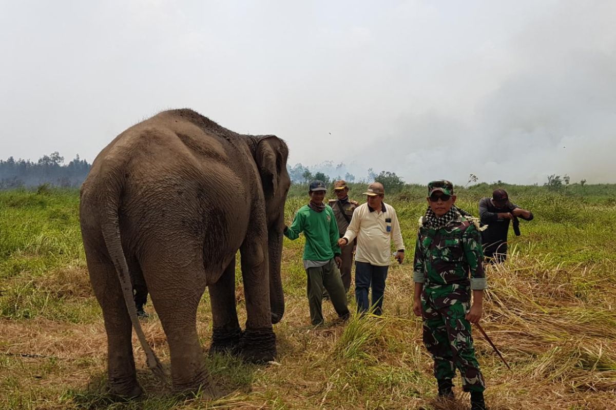 Hutan di Banyuasin terbakar, 38 gajah berhasil diselamatkan