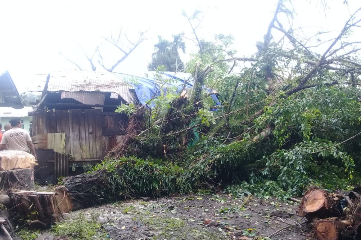 BPBD Agam tumbangkan pohon potensi timpa rumah warga