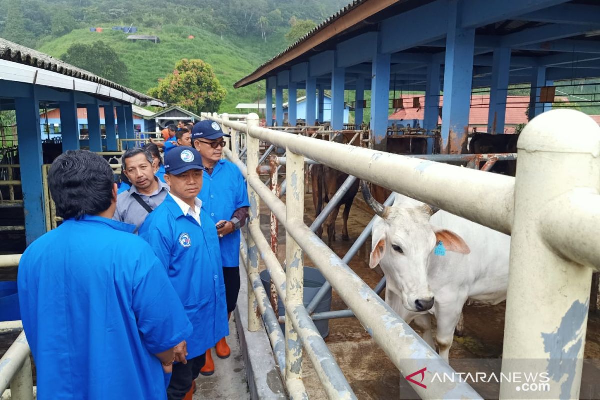 Pemkab Bangka pelajari teknologi pengembangan ternak sapi