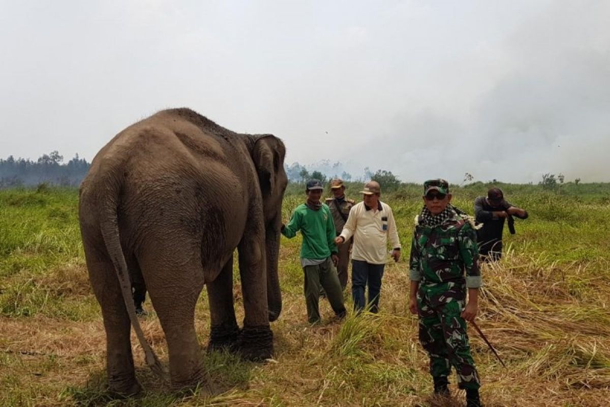 Lebih kurang 1,5 hektar areal sekitar lahan penangkaran gajah Banyuasin terbakar