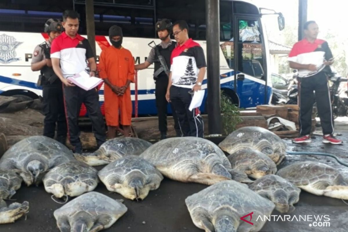 Polres Jembrana gagalkan penyelundupan penyu