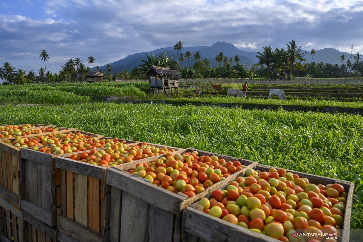 Petani di Sigi keluhkan harga tomat turun jadi Rp2.500/kg