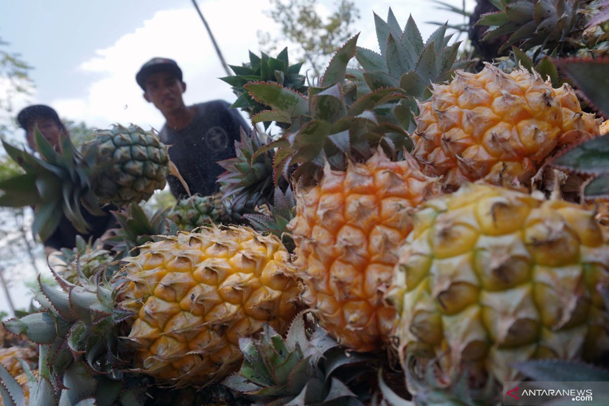 Indonesia set to penetrate US pineapple market