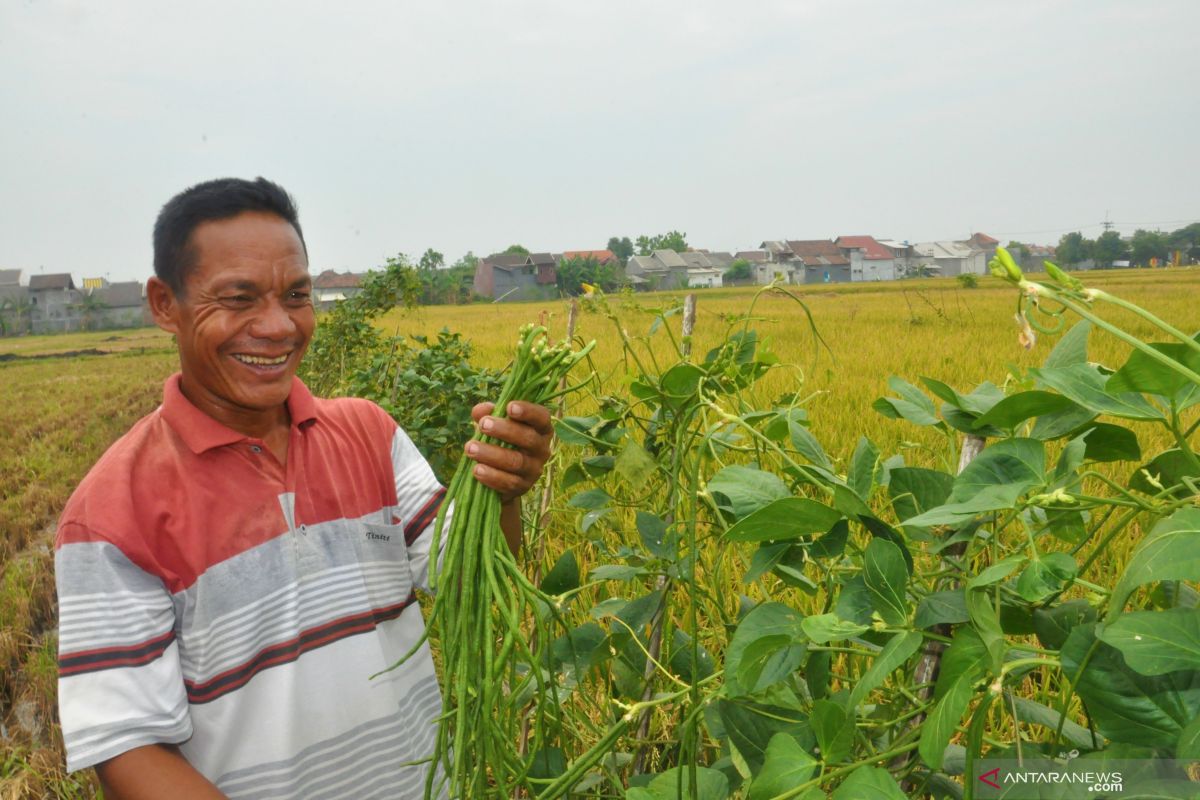 Perlunya mengembalikan lagi pangan nabati kaya serat