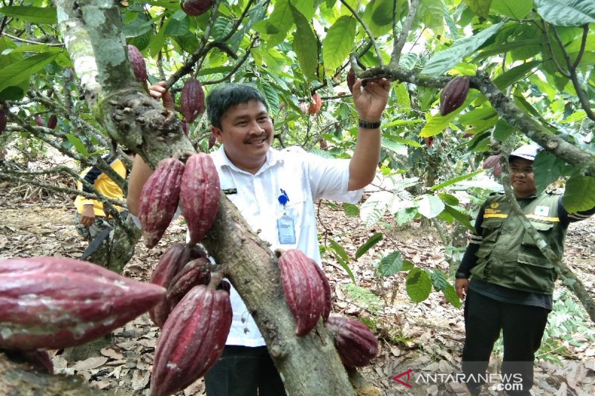 HPS di Sultra dorong produktivitas kakao-sagu