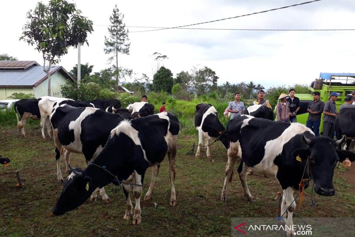 Sapi perah peternak di Rejang Lebong alami gangguan reproduksi