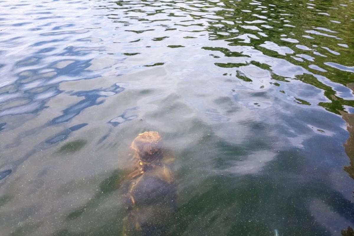 Tiang rumah prasejarah ditemukan di Danau Sentani