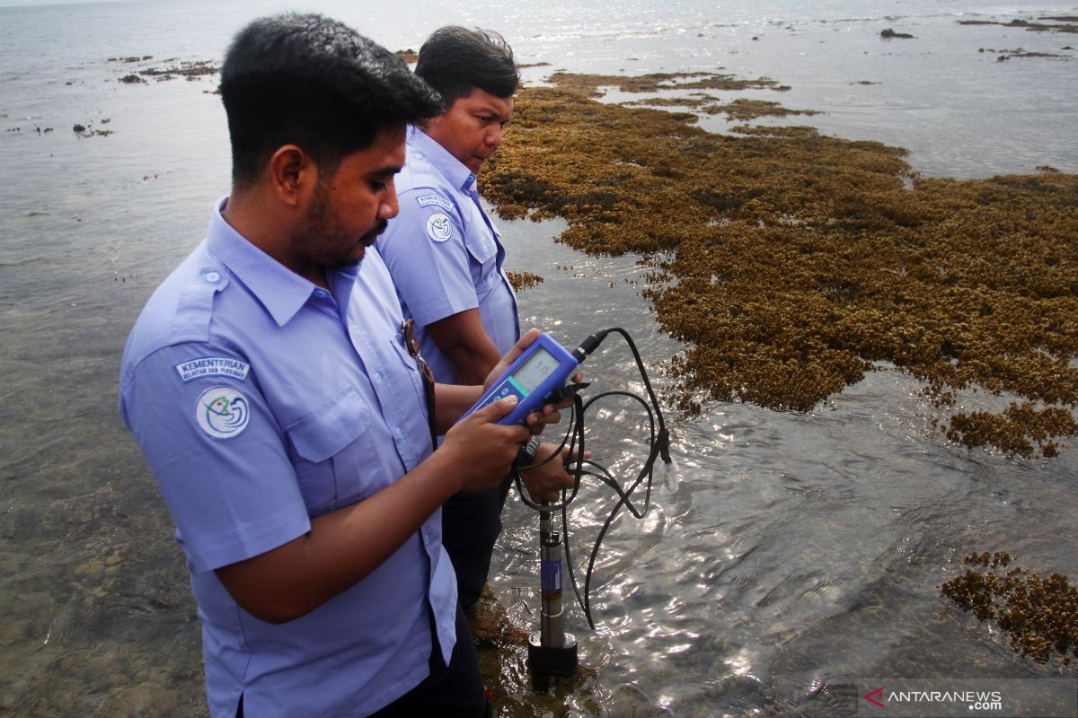 Suhu laut capai rekor tertinggi pada 2019