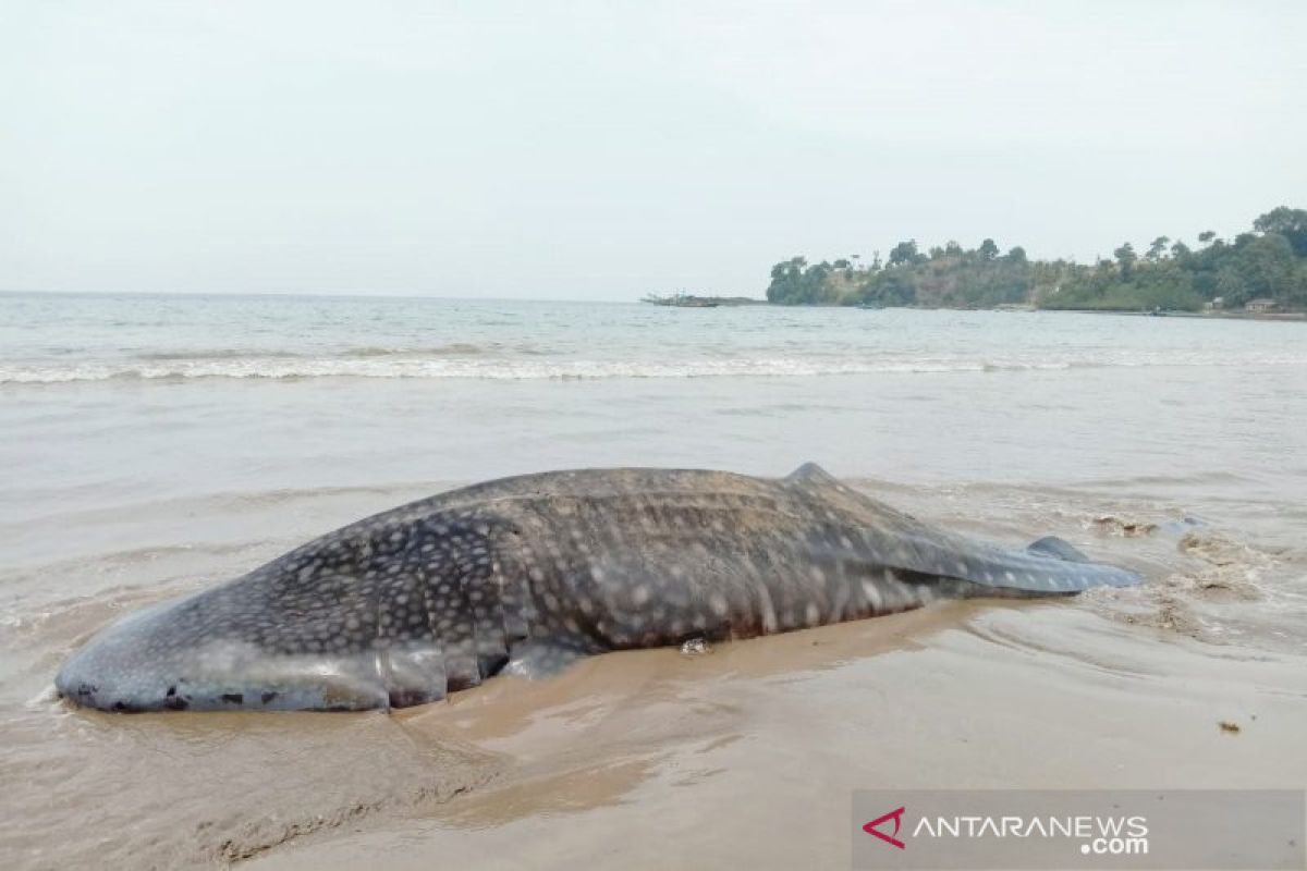 Limbah domestik ke laut jadi penyebab paus terdampar