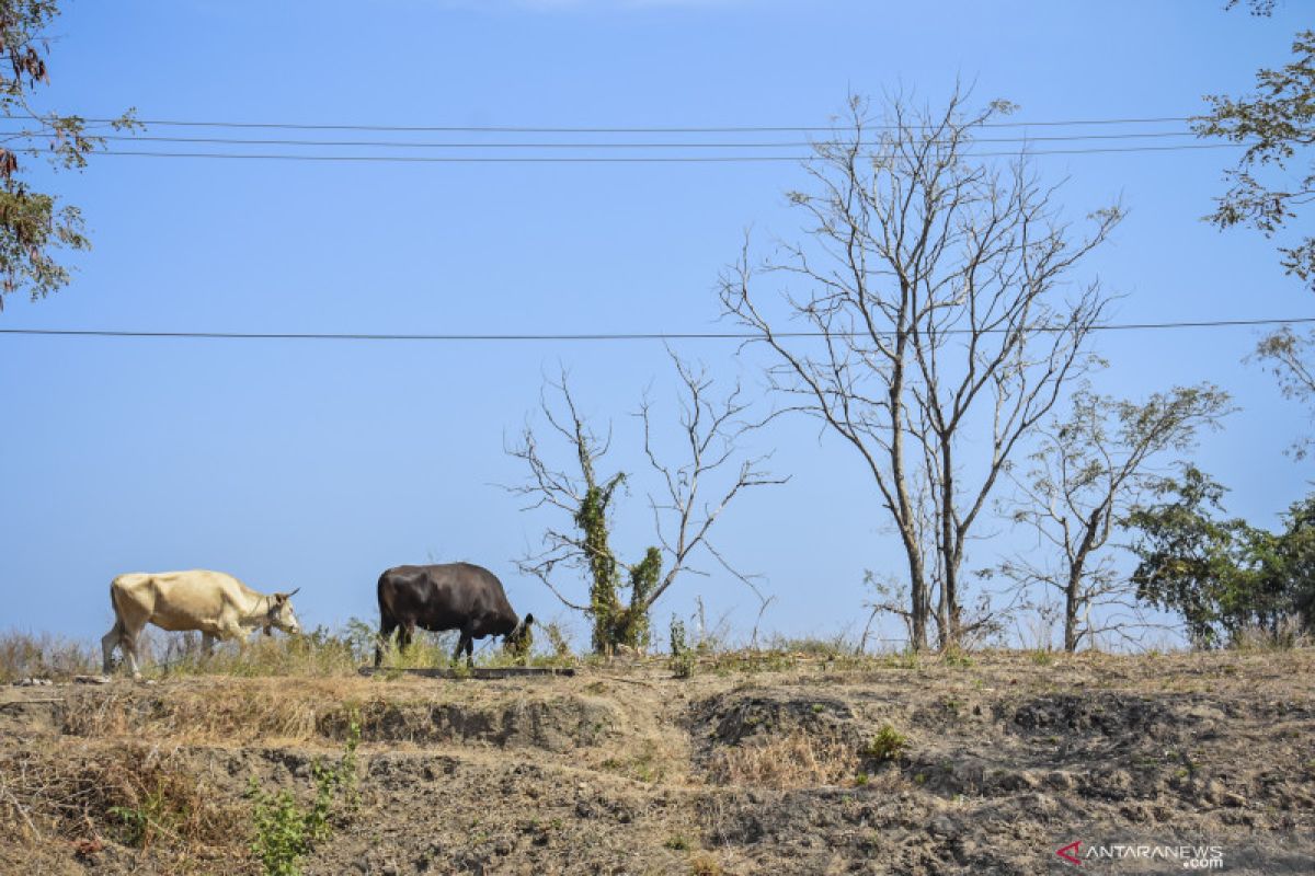 Bali, NTT, dan NTB berisiko tinggi alami kekeringan