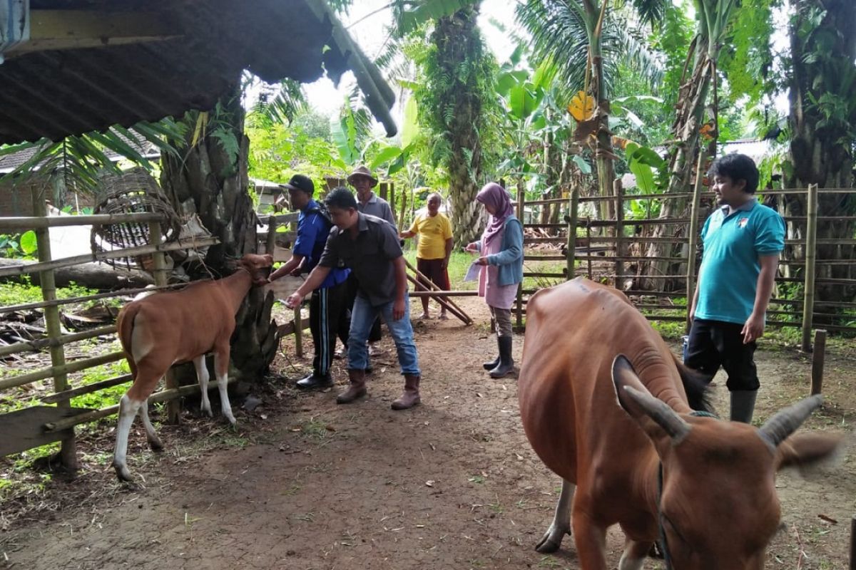 Distan Mukomuko: jumlah sapi mati akibat jembrana turun