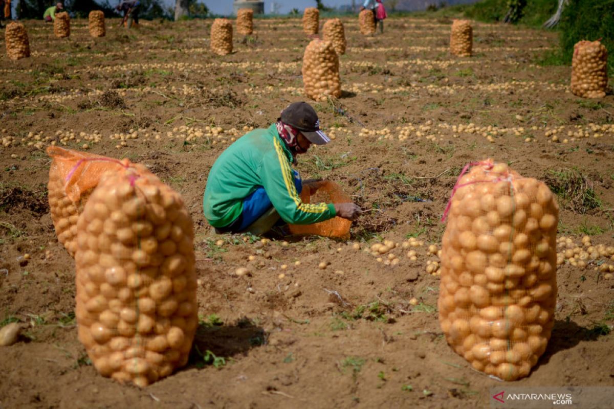 Pemerintah akan berikan insentif bagi 2,44 juta petani