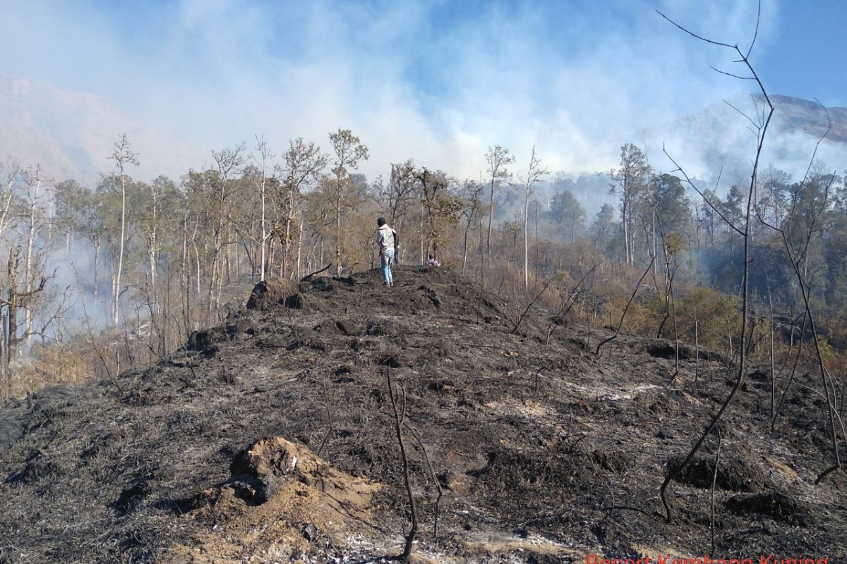 BTNGR: sudah 6.055 hektare hutan Gunung Rinjani terbakar