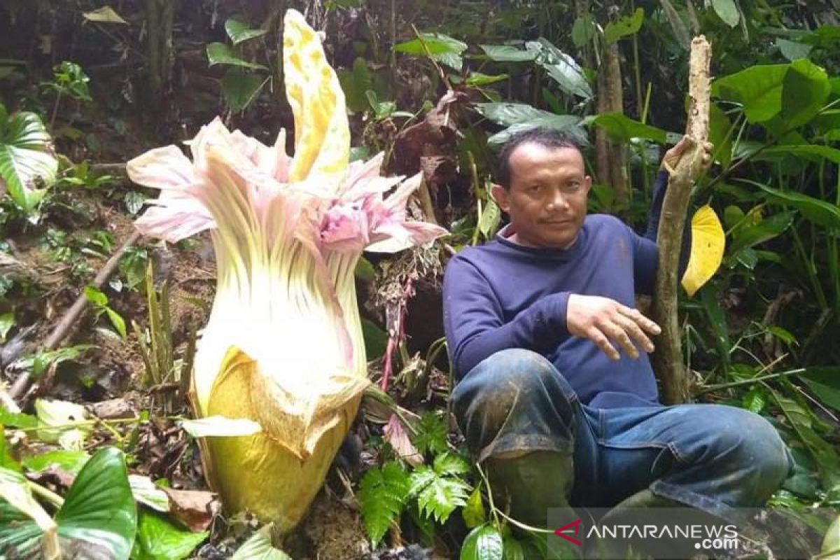 Petani Abdya temukan Bunga Bangkai