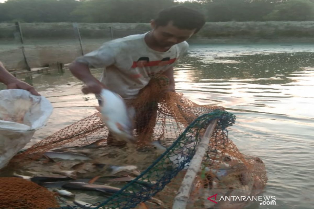 Dampak musim kemarau, harga jual ikan patin menurun