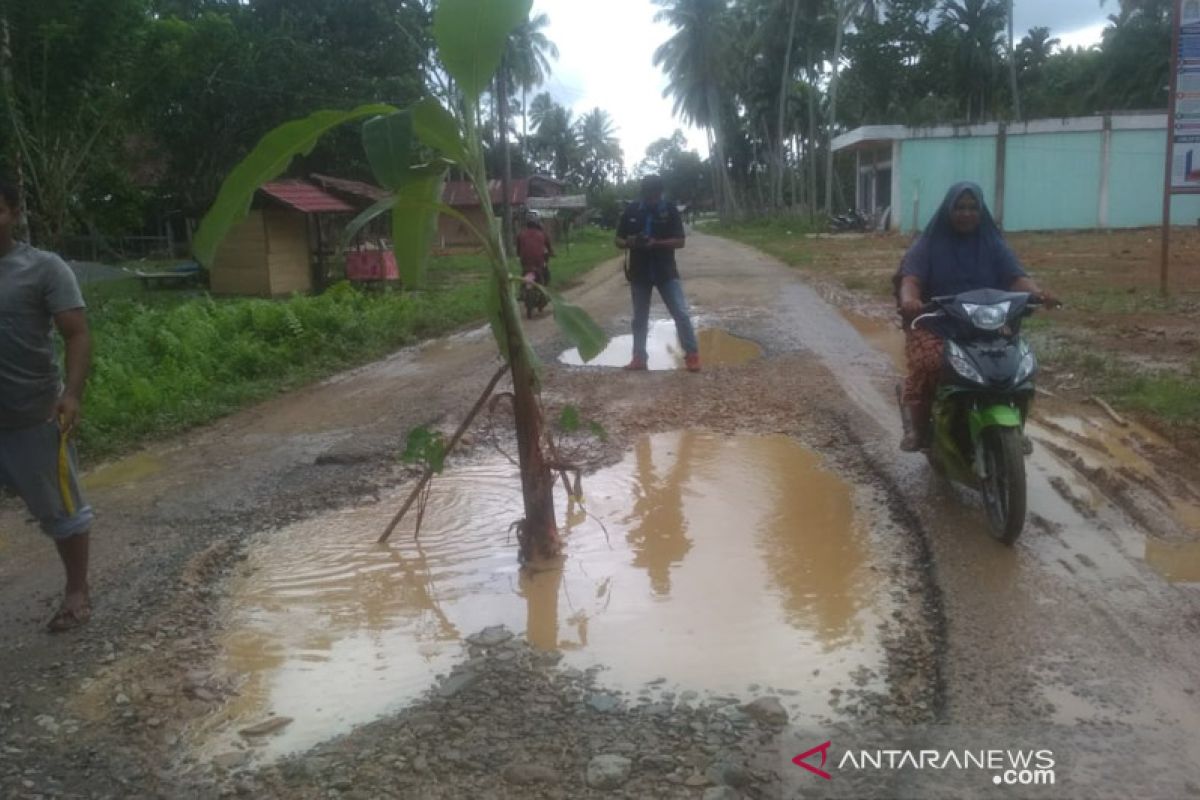 Tidak diperbaiki, warga Aceh Jaya tanam pisang di jalan lintas kecamatan