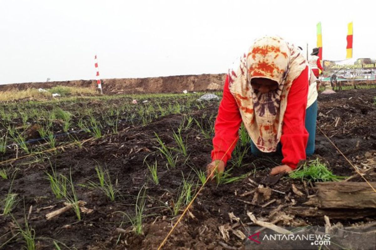 Kalteng sediakan puluhan ribu ton pupuk bersubsidi