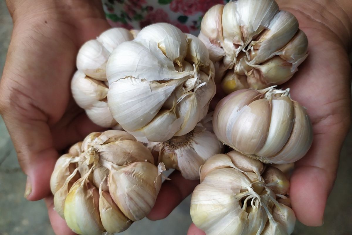 Bahan alami ini mampu lawan penyakit di musim pancaroba