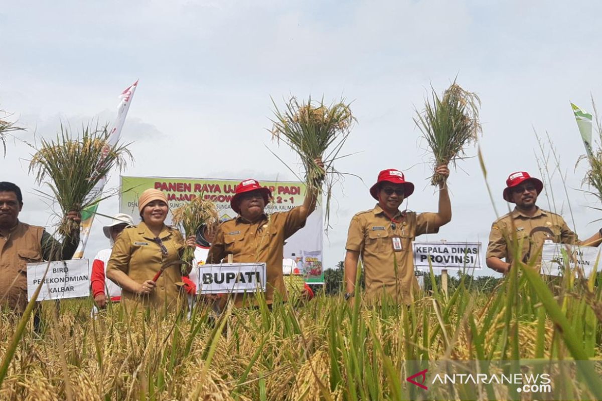 Kolaborasi mampu dorong tingkatkan produktivitas padi di Kubu Raya