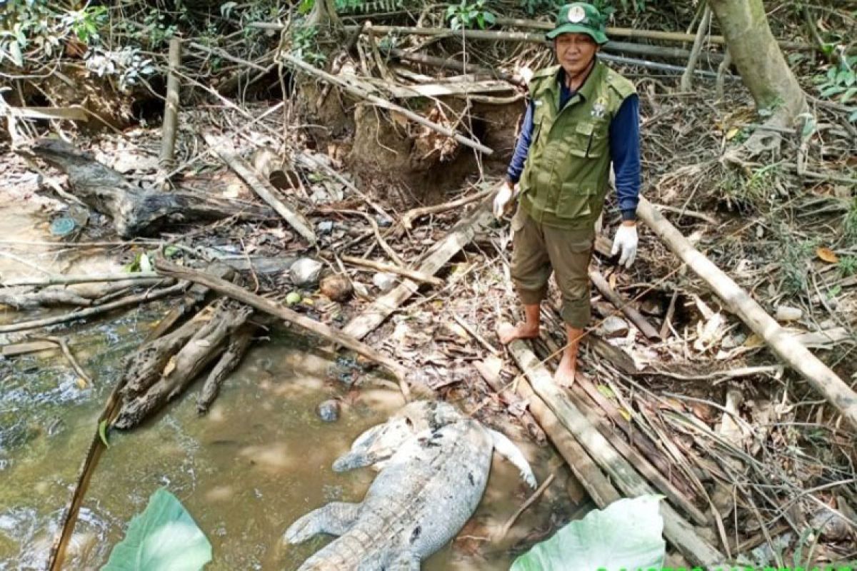 Hati-hati, buaya makin banyak berkeliaran di Sungai Mentaya