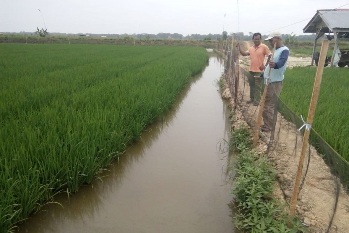 Petani di Mukomuko uji coba mina padi