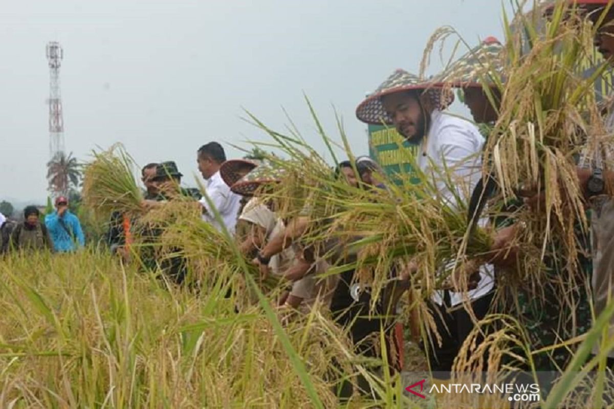 Padang Panjang dan Kodim 0307/Tanah Datar panen padi demplot Bios 44